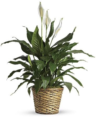 Medium Elegant Spathiphyllum (Peace Lily)
