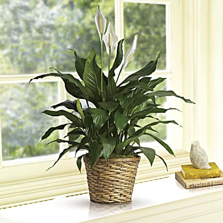 Medium Elegant Spathiphyllum (Peace Lily)