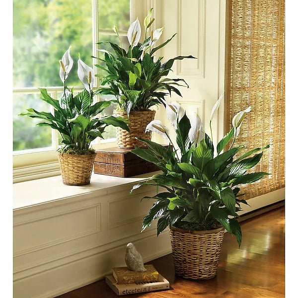 Large Elegant Spathiphyllum (peace lily)