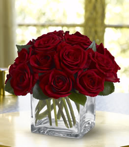TF's Dozen Rose Contempo