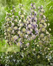 Delphinium Dreams - by Top Florist