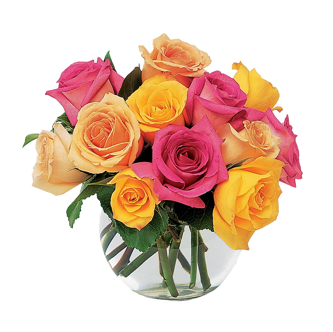 Multi-Colored Roses