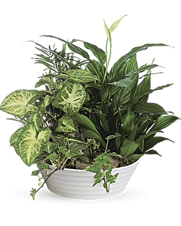Dish Garden- Top Florist
