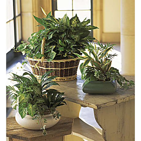 Dish Garden- Top Florist