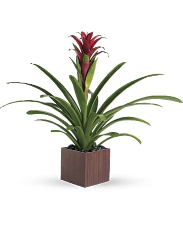 Top Florist's Bromeliad Beauty